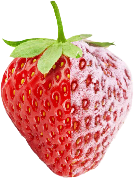 Frozen and fresh strawberry